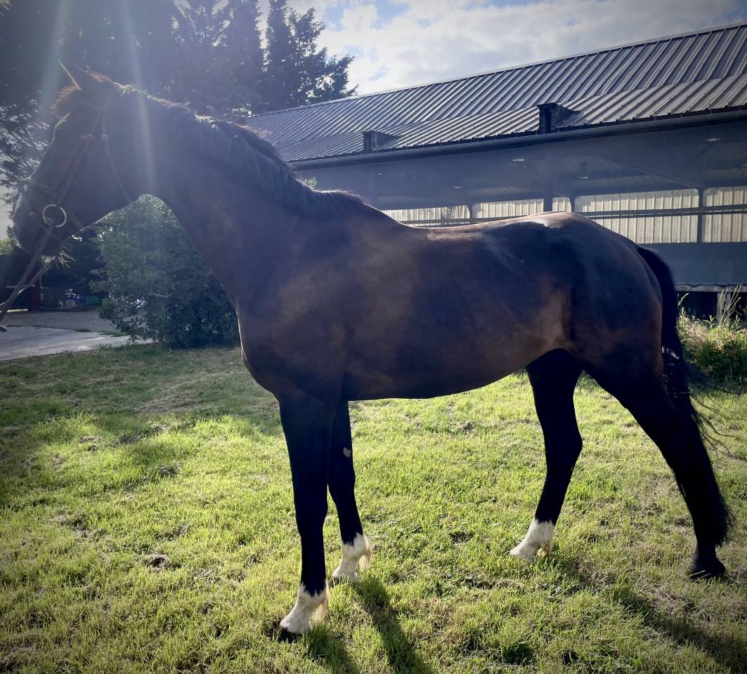 Cheval SF CSO