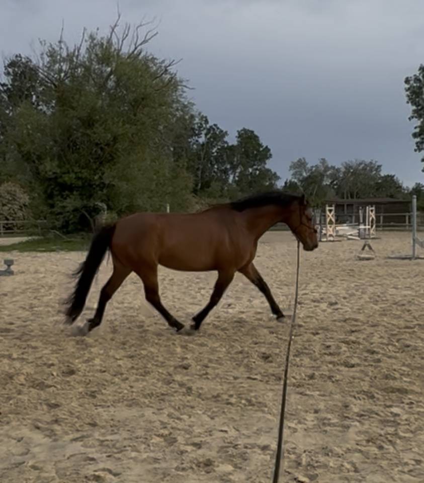 Poulini&egrave;re Oldenburg PP 5 ans 