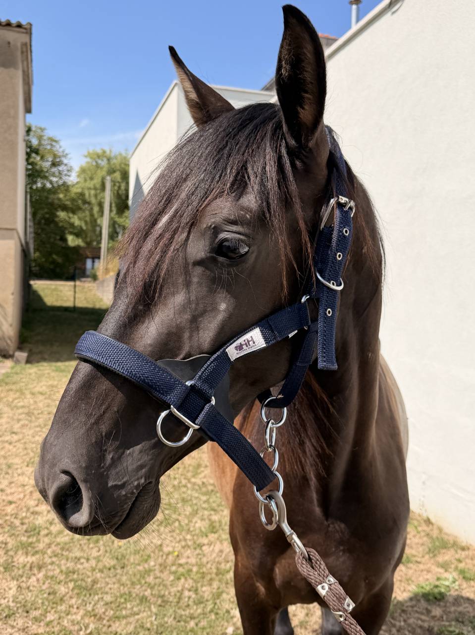 pure race espagnole 