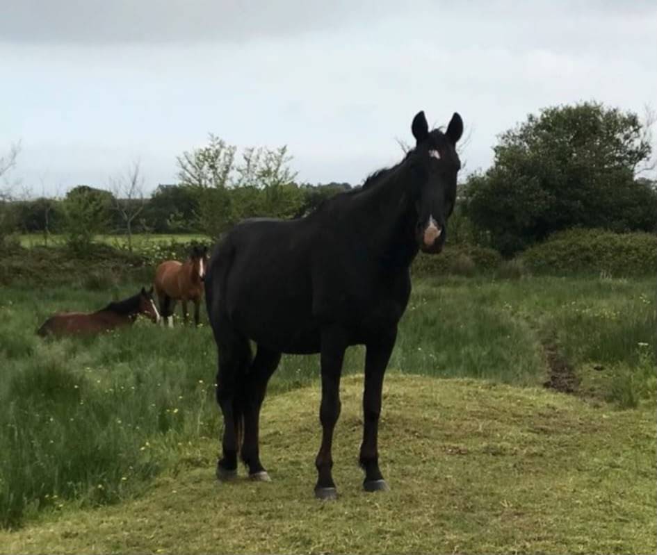 Demi pension Cheval 