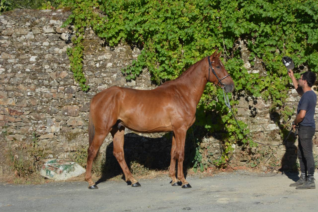 SF DE 4 ANS PAR QUARTZ ROUGE x CALVARO