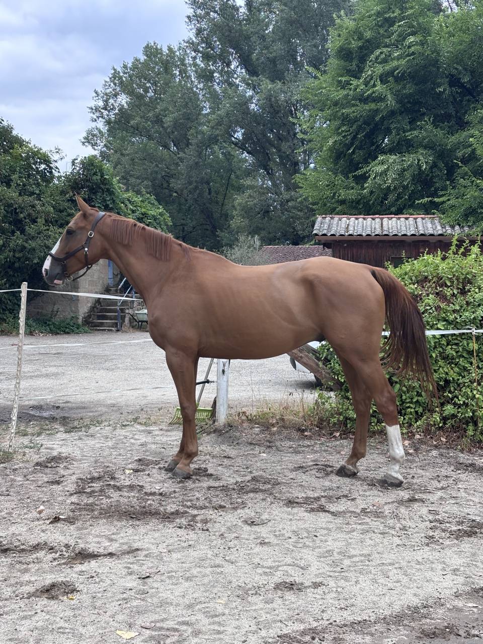&Agrave; vendre hongre sf 6 ans