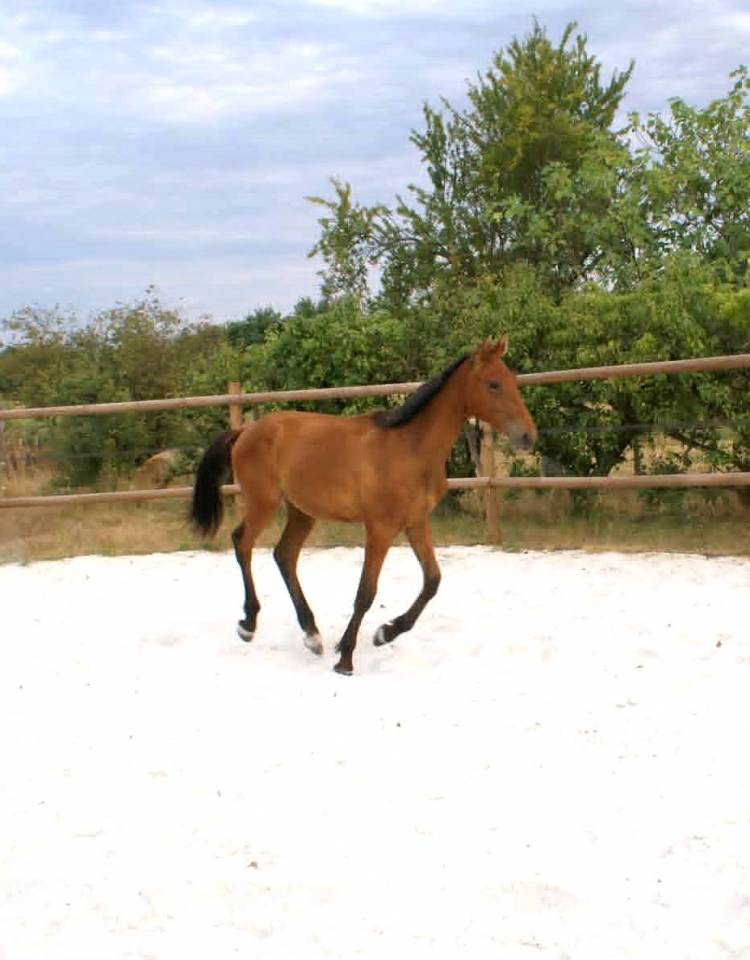 MALE SF 1 AN