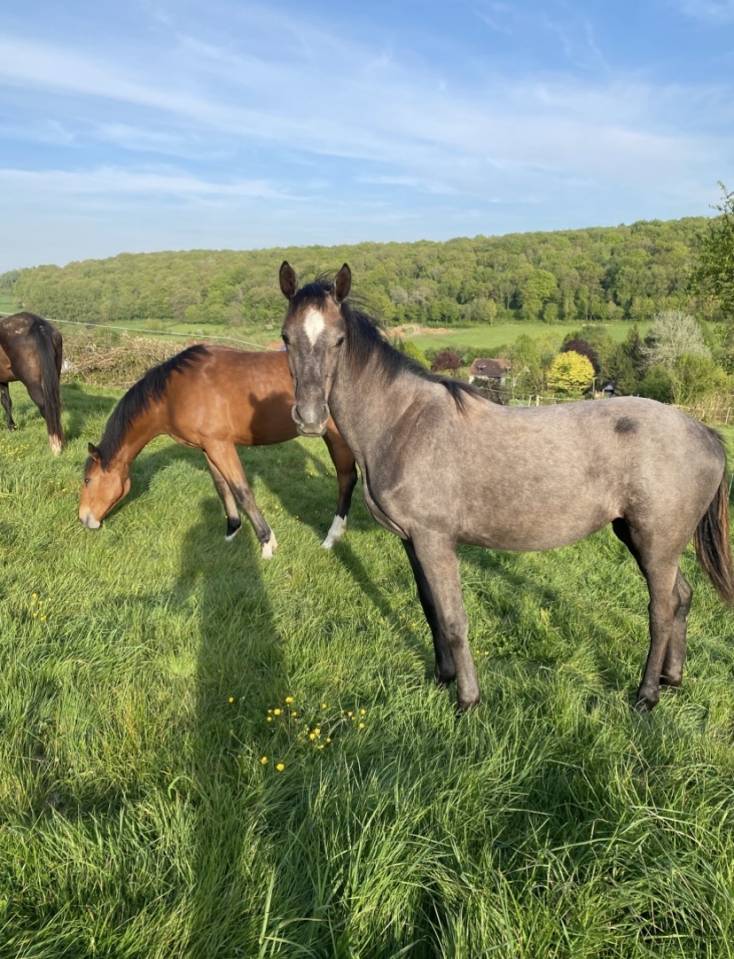 Pouliche de Devils 2000z x Checkter x Dominatore2000z
