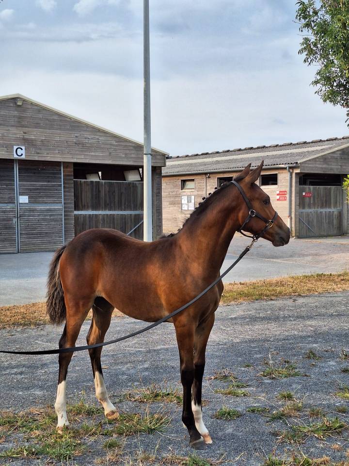 Plusieurs Poneys disponibles (du foal a 5 ans )