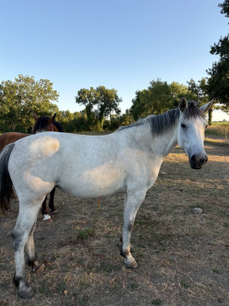 Plusieurs Poneys disponibles (du foal a 5 ans )