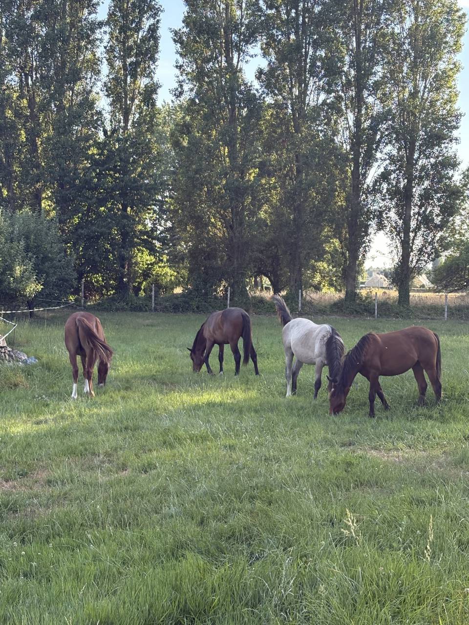 Plusieurs Poneys disponibles (du foal a 5 ans )