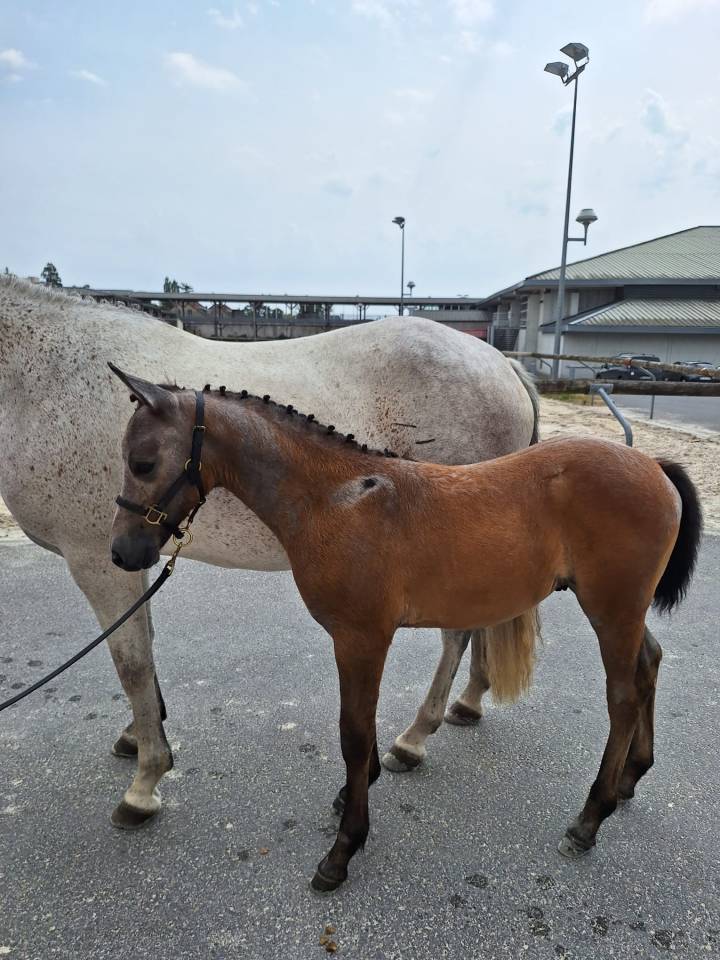Plusieurs Poneys disponibles (du foal a 5 ans )
