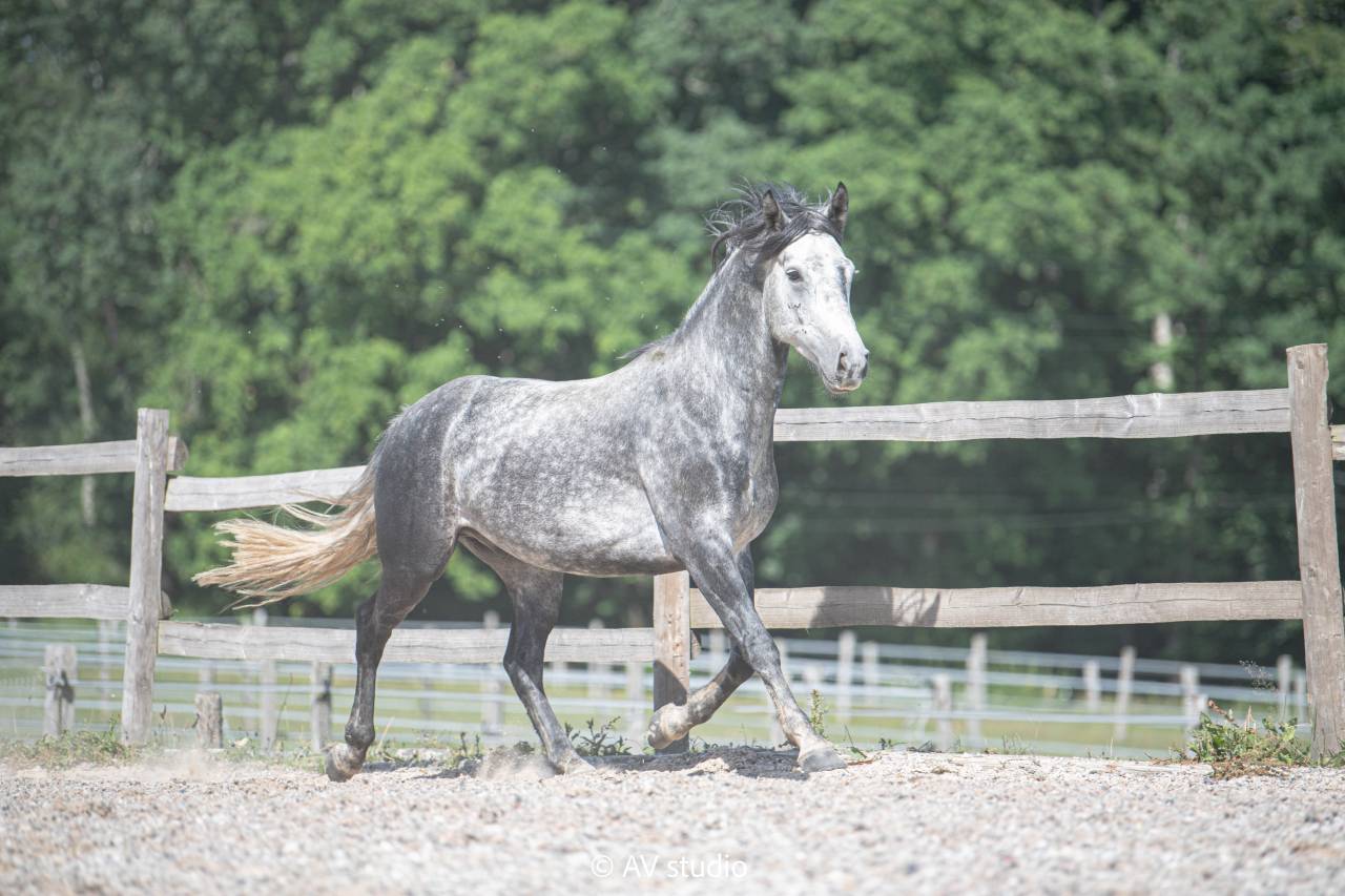 Poney &agrave; former pour de belles &eacute;preuves