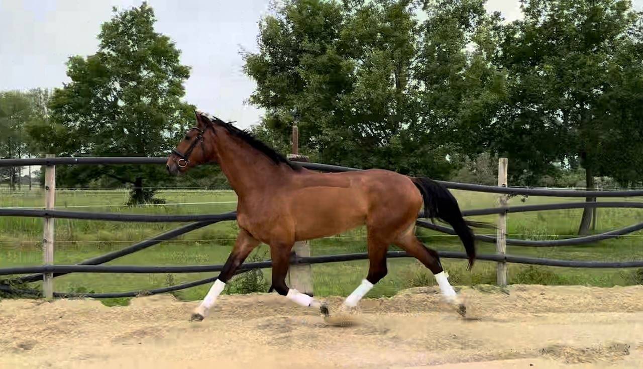 SF 6ANS Hongre Dressage