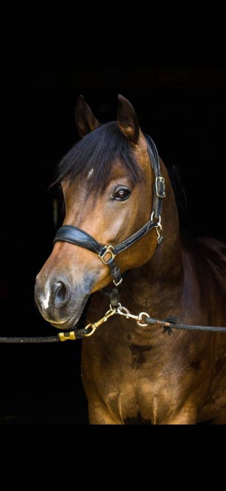 Ponette de sport sensible 