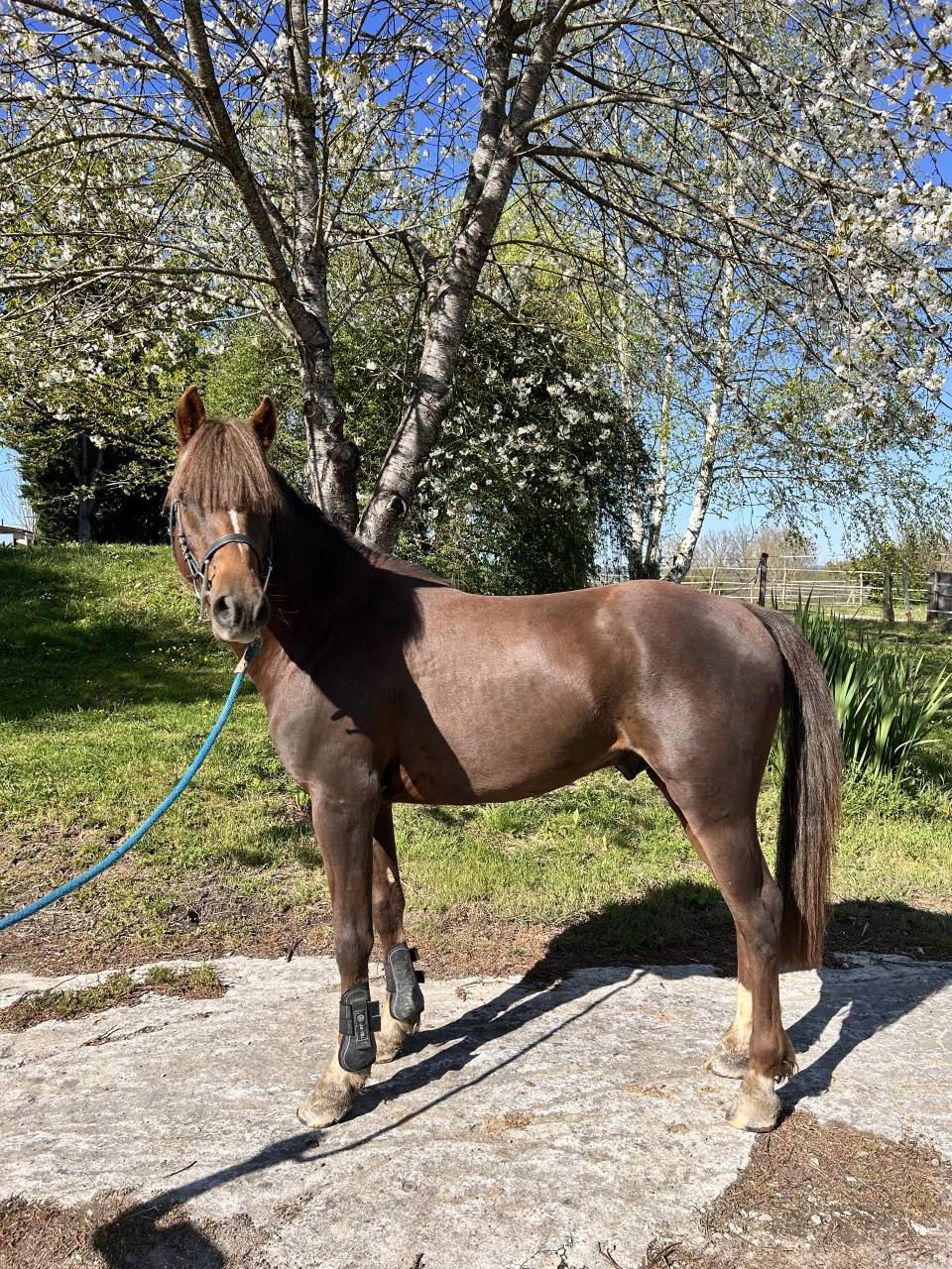 Poney de sport- loisirs 