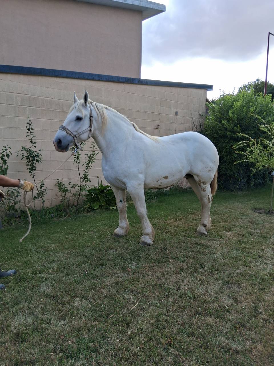 Vends 2 juments Boulonnaises