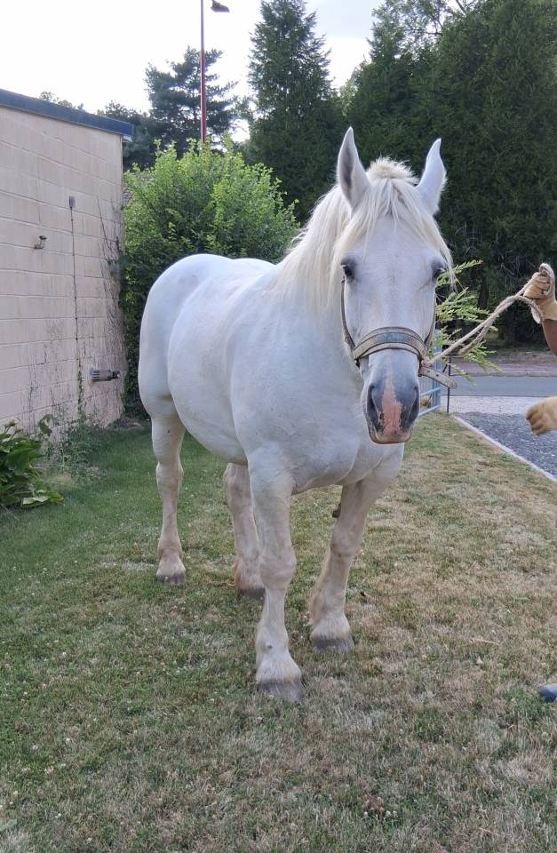 Vends 2 juments Boulonnaises