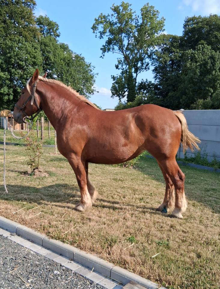 Vends 2 juments Boulonnaises