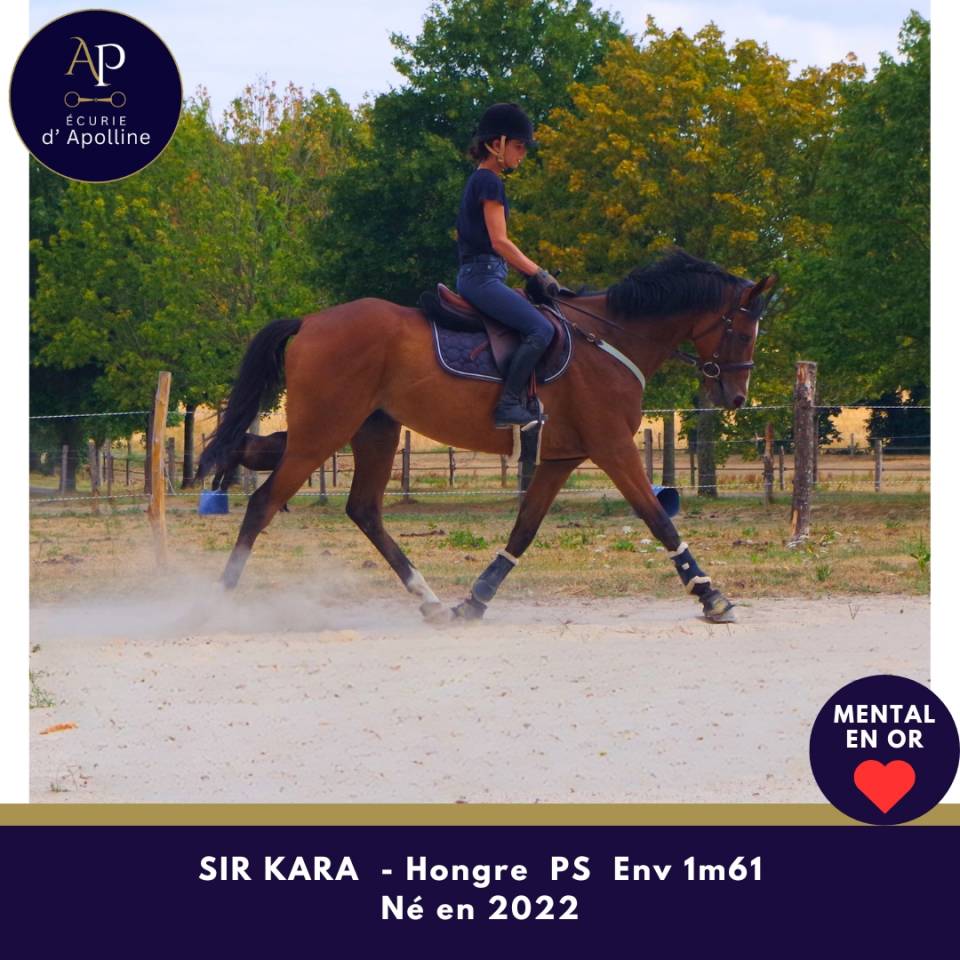 Adorable et joli hongre 4 ans