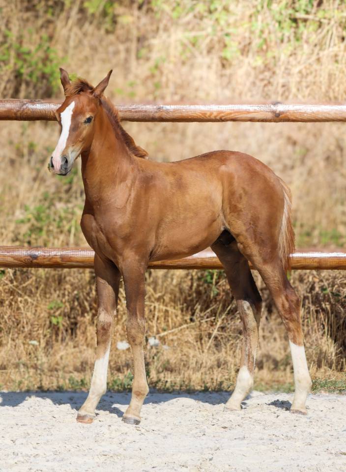 Poulain kwpn par Fifty Fifty | Dressage Prospect ✨️