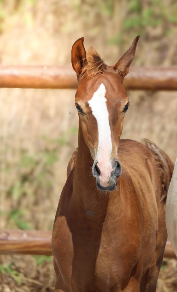 Poulain kwpn par Fifty Fifty | Dressage Prospect ✨️