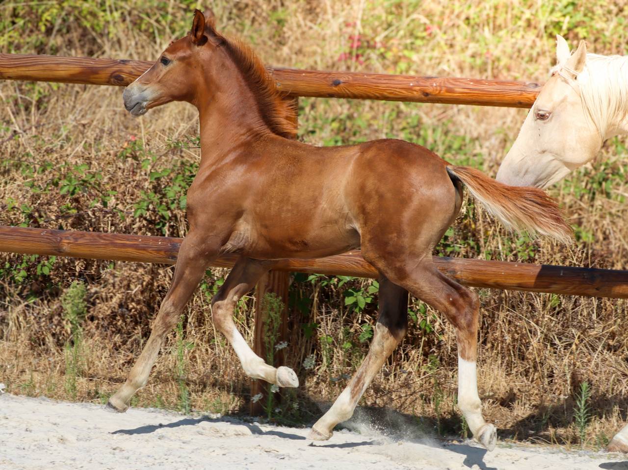 Poulain kwpn par Fifty Fifty | Dressage Prospect ✨️