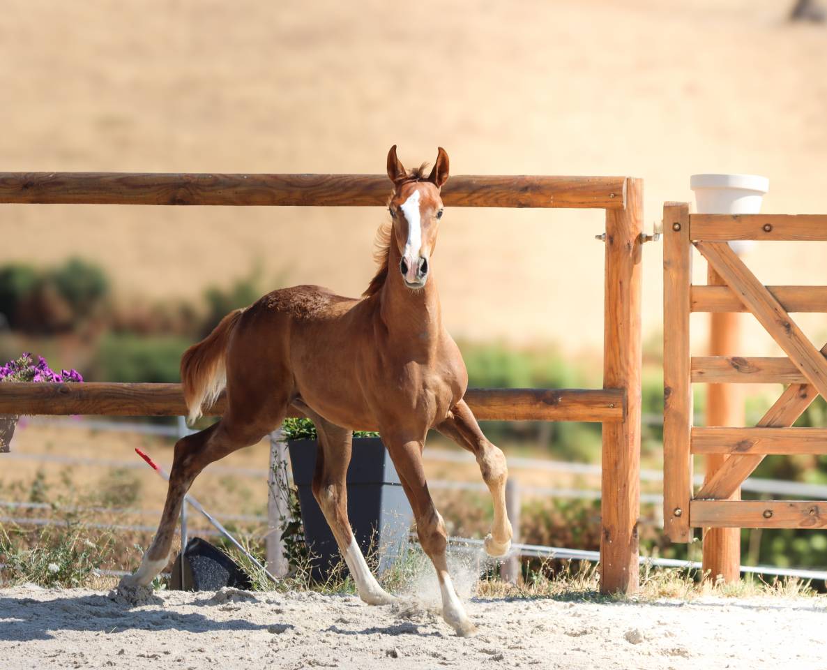 Poulain kwpn par Fifty Fifty | Dressage Prospect ✨️