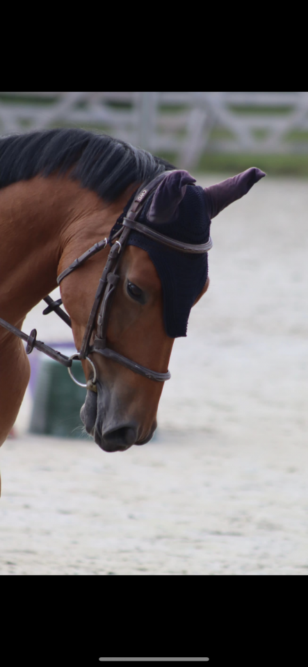 Cheval Selle Fran&ccedil;ais m&acirc;le 10 ans 