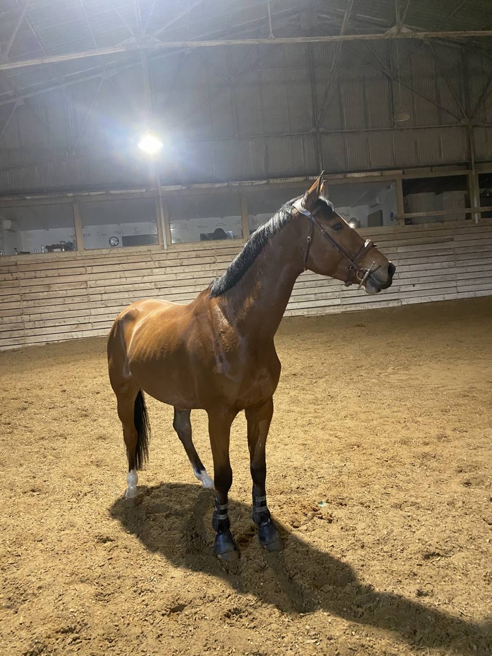 Cheval Selle Fran&ccedil;ais m&acirc;le 10 ans 