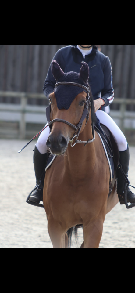 Cheval Selle Fran&ccedil;ais m&acirc;le 10 ans 