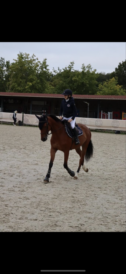 Cheval Selle Fran&ccedil;ais m&acirc;le 10 ans 