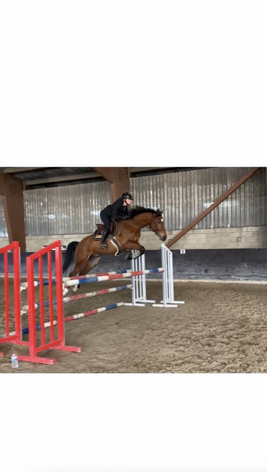 Cheval Selle Fran&ccedil;ais m&acirc;le 10 ans 