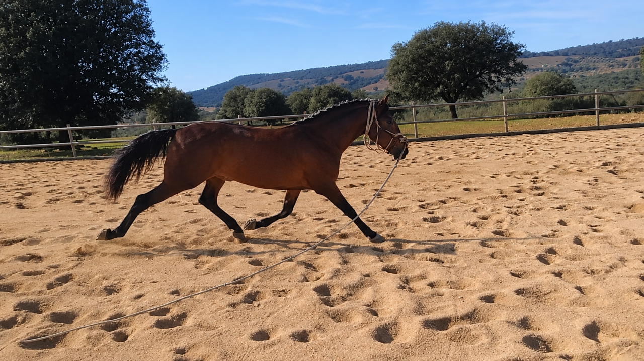 Se vende caballo PRE casta&ntilde;o 4,5 a&ntilde;os
