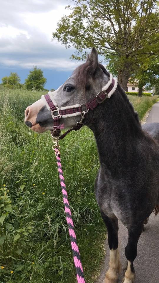 Welsh mountain pony 