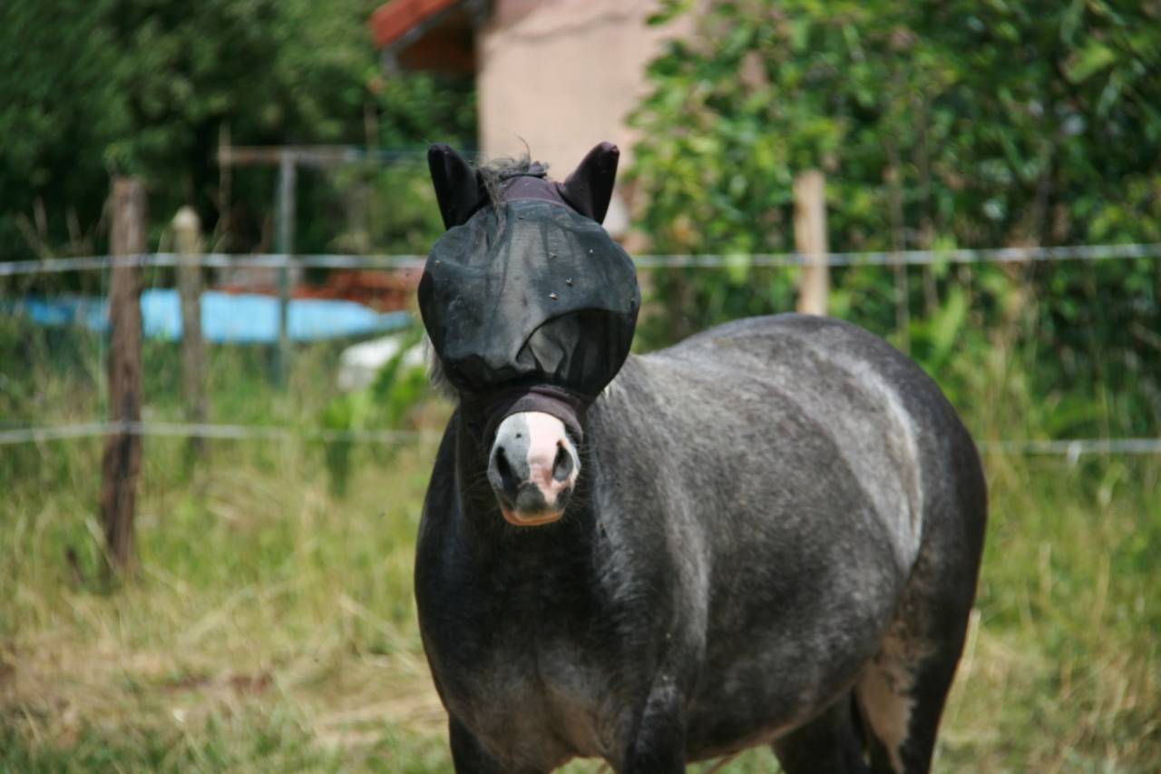 Welsh mountain pony 