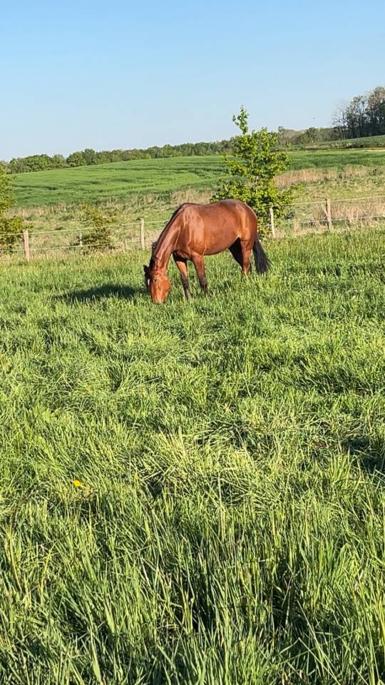 Jolie trotteuse 6 ans