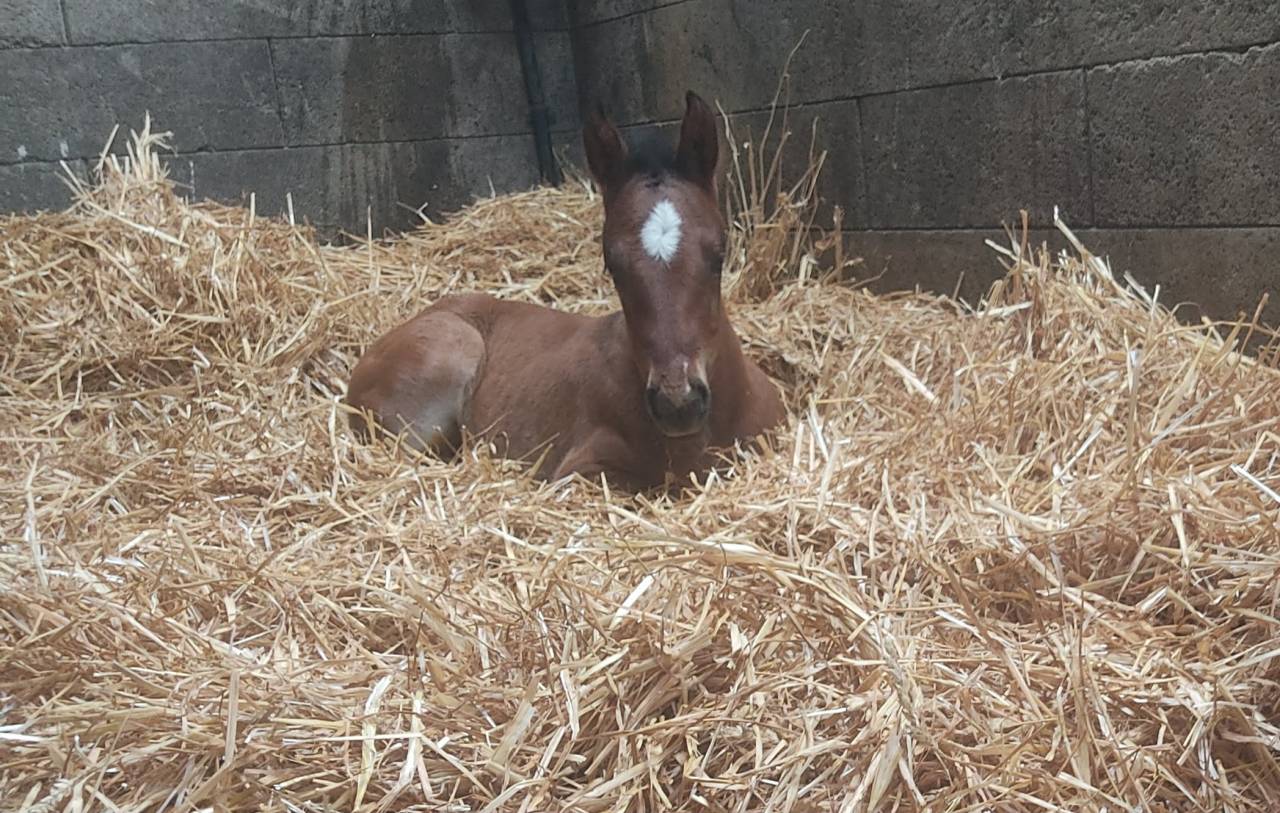 Foal femelle PFS