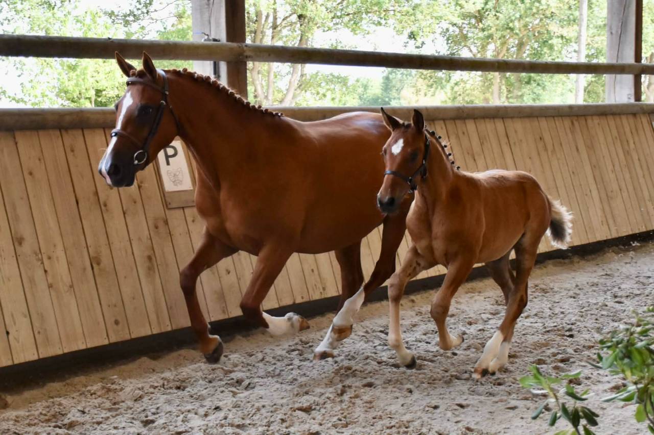 Foal femelle PFS