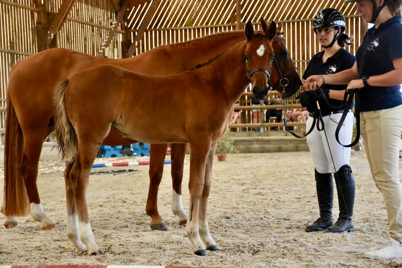 Foal femelle PFS