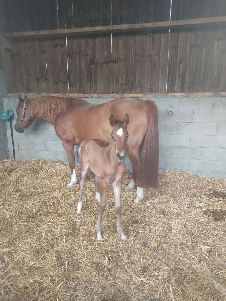 Foal femelle PFS