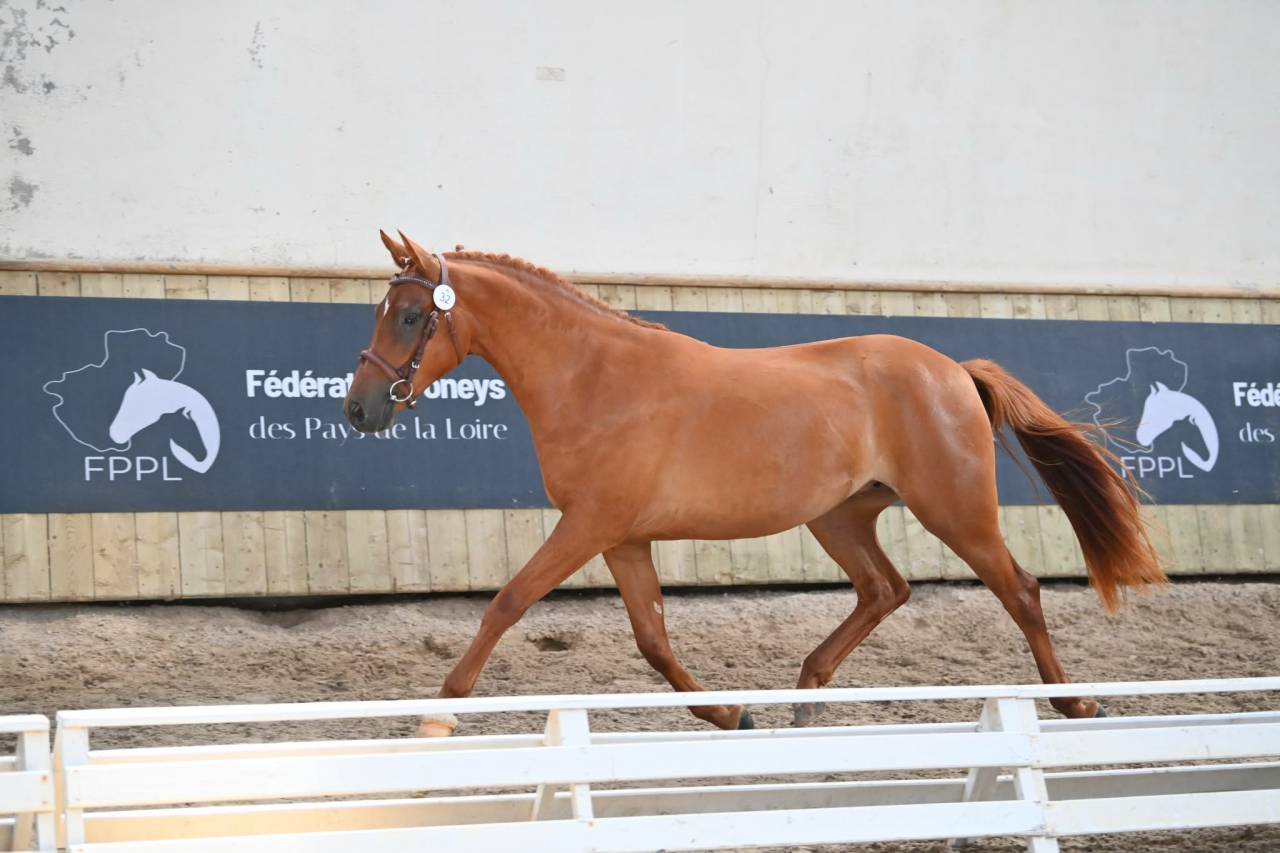 Femelle PFS 2 ans