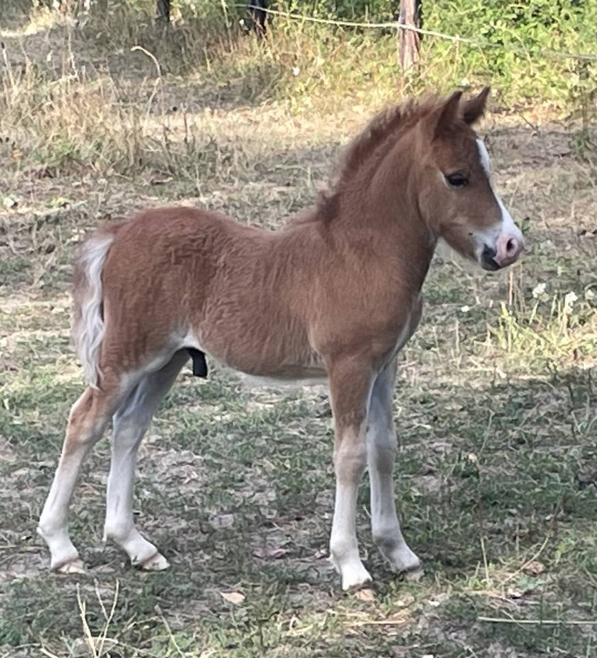 &Agrave; VENDRE - POULAIN SHETLAND
