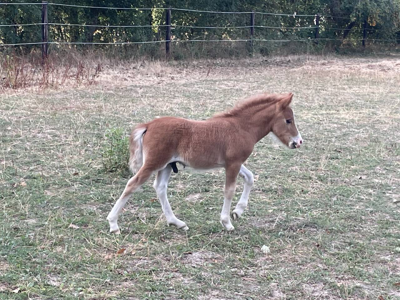&Agrave; VENDRE - POULAIN SHETLAND