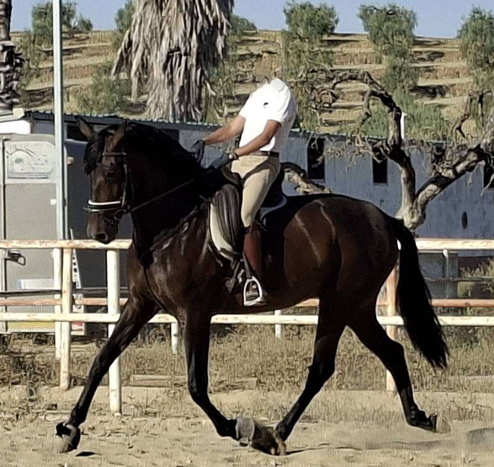 Superbe jument PRE noire Dressage