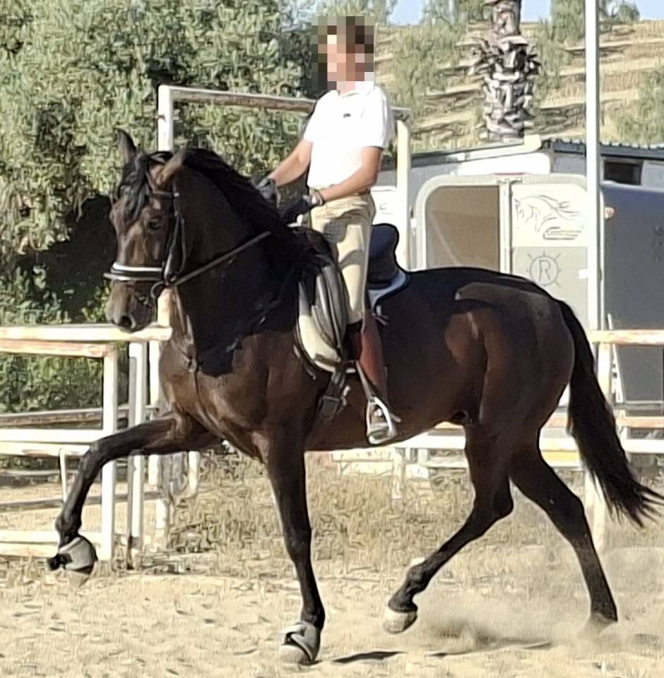 Superbe jument PRE noire Dressage