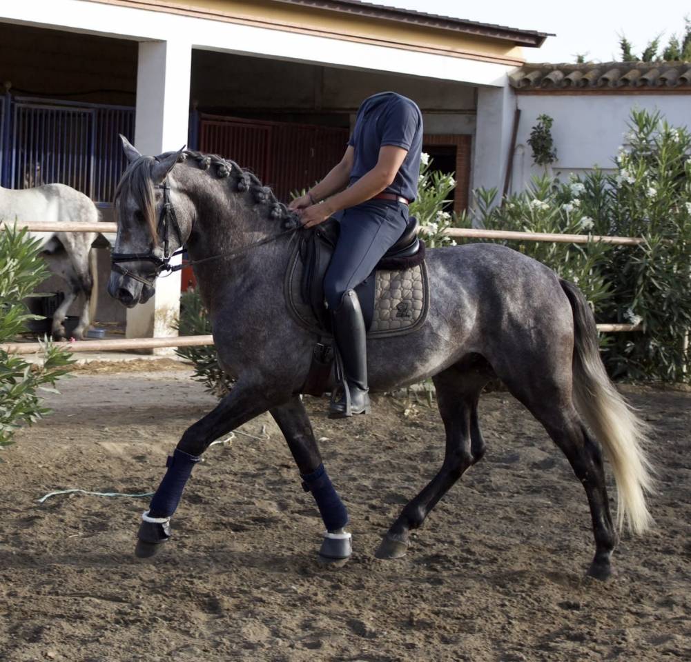 Jeune cheval entier Pure Race Espagnole 5 ans
