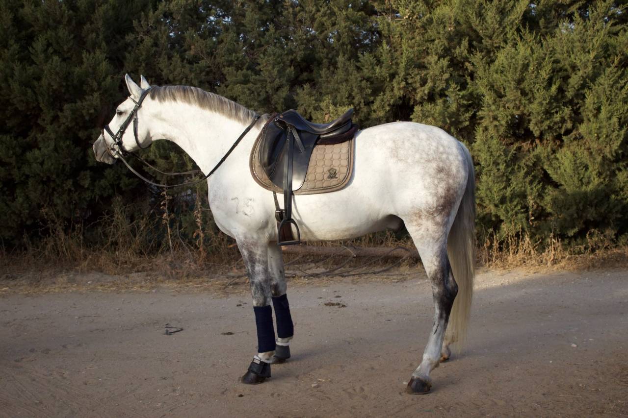 Cheval Hongre Andalou de 9 ans 1,64m