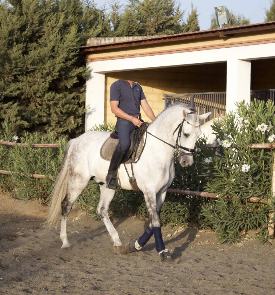 Cheval Hongre Andalou de 9 ans 1,64m