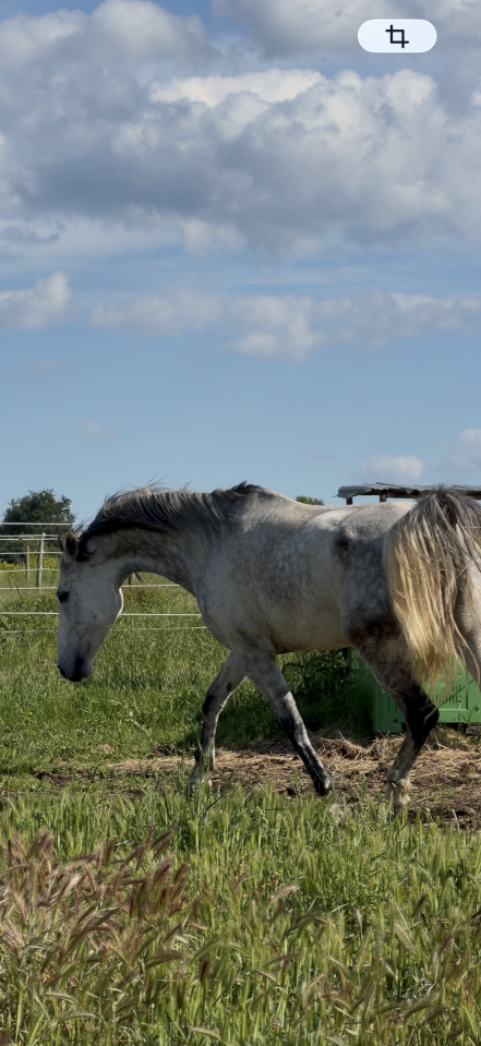 Vente cheval pour du loisir 