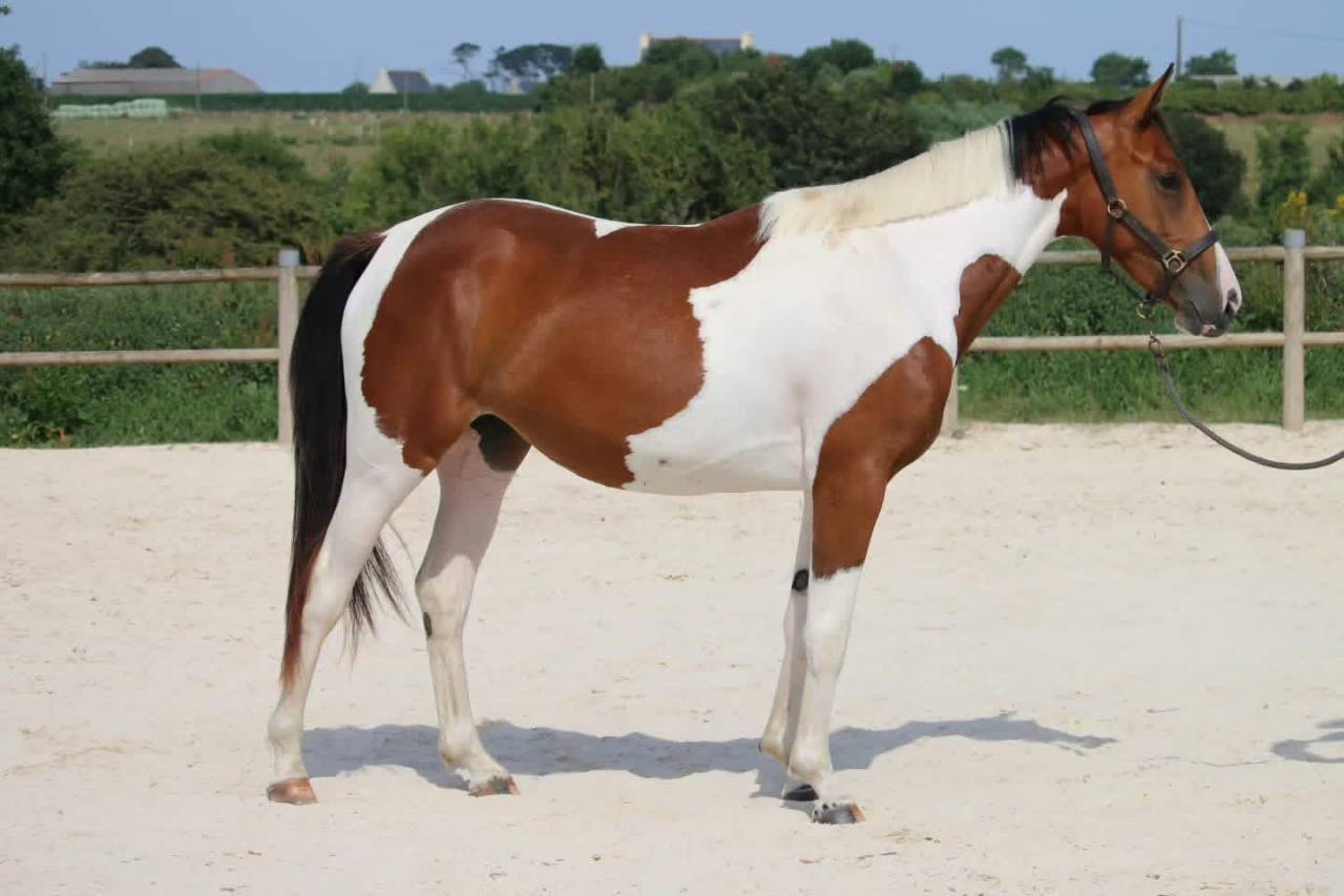 Cheval &agrave; vendre 