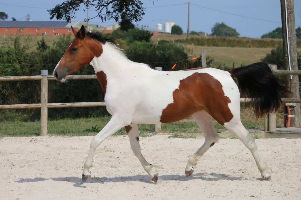 Cheval &agrave; vendre 
