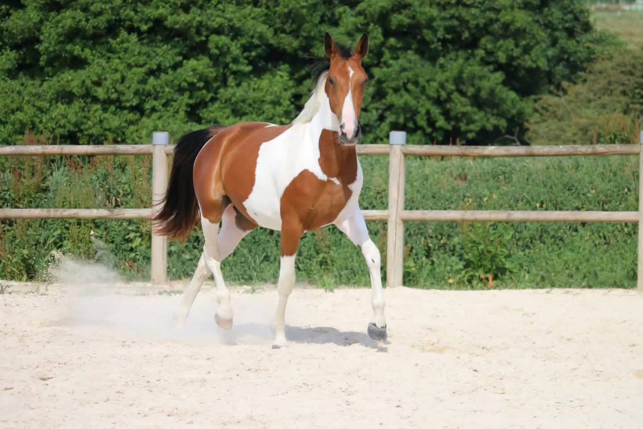 Cheval &agrave; vendre 