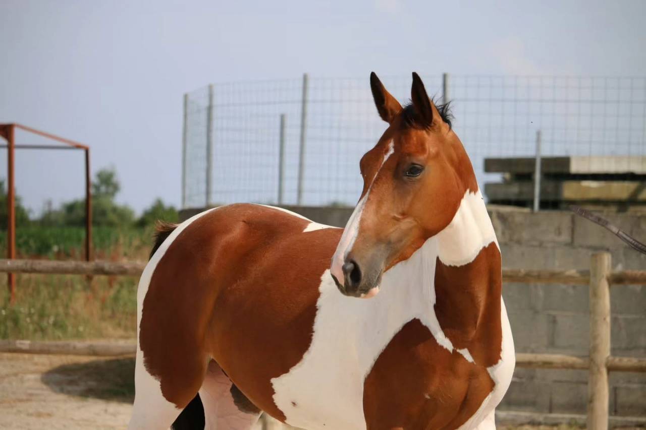 Cheval &agrave; vendre 